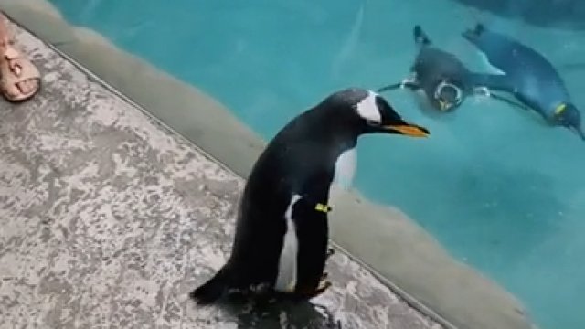 Pingwin wyskoczył z akwarium do nagrywających go ludzi