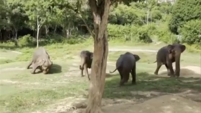 Wszyscy pospieszyli, aby pomóc babci słonicy, gdy przypadkowo się poślizgnęła