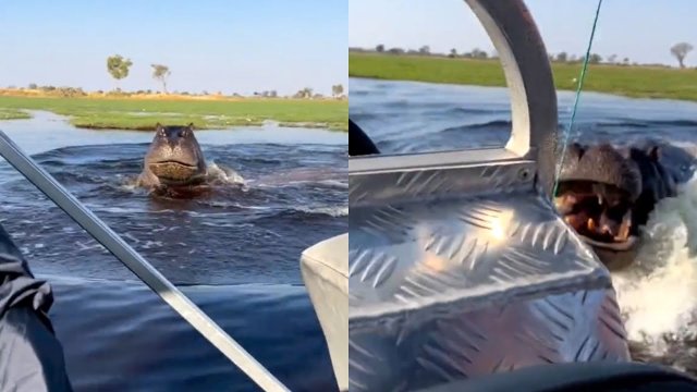 Wściekły hipopotam szarżował na łódź wypełnioną turystami. Wszystko zostało nagrane! [WIDEO]