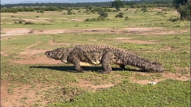 Potężny krokodyl z nadgryzionym ogonem został nagrany podczas spaceru [WIDEO]