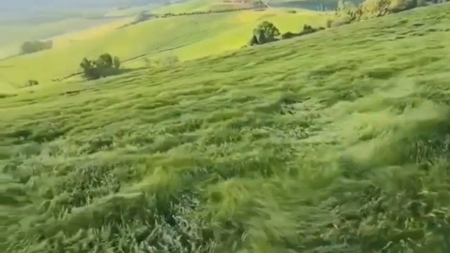 Fale trawy