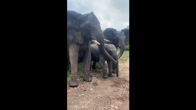 Słoń zaatakował swoje rodzeństwo. Dorosłe osobniki idą z pomocą po tym, jak płacze z bólu
