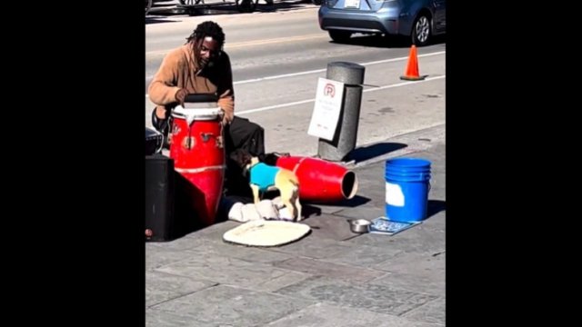 Uliczny artysta i jego wytresowany pies, który dba o kasę [WIDEO]