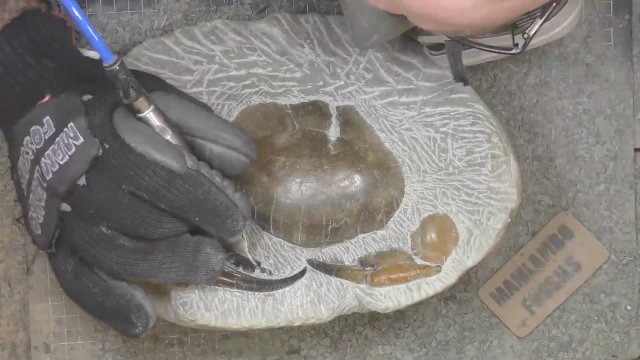 Ktoś spędził 208 godzin na wydobyciu skamieniałego kraba z wnętrza kamienia.