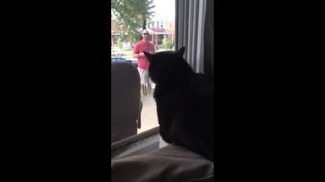 Reakcja kota, który zobaczył swojego właściciela z nowym psem