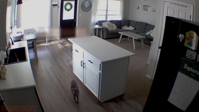 Kot „wyłączył” kamerę bezpieczeństwa