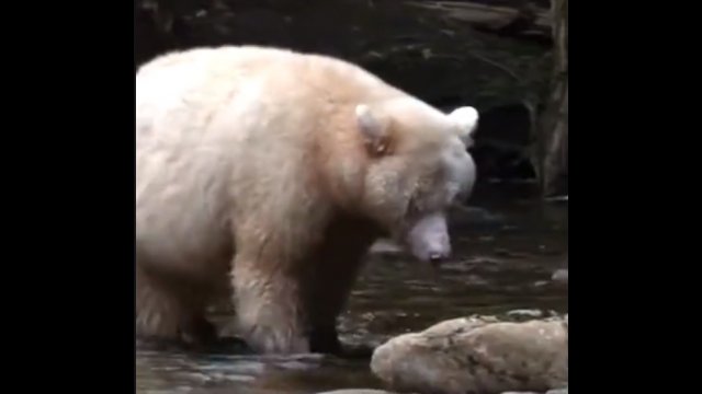 Najbardziej pechowy niedźwiedź grizzly