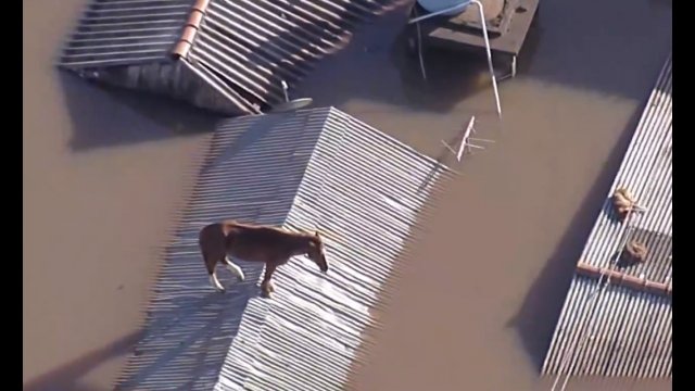 Powódź w Brazylii. Koń utknął na dachu zalanego domu [WIDEO]