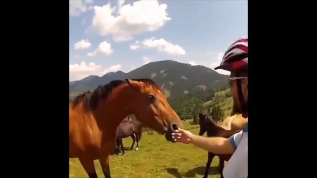 Dzikie konie niekoniecznie lubią być głaskane