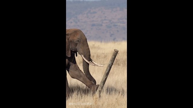Inteligentny słoń użył swoich kłów do przeciągnięcia ogrodzenia pod napięciem