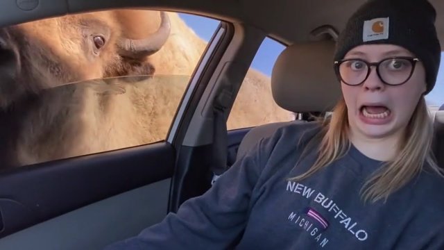 Dziewczyna była zaskoczona, gdy zobaczyła bizona. Zobacz, co stało się później [WIDEO]