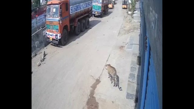 Leopard poluje na ludzi w mieście