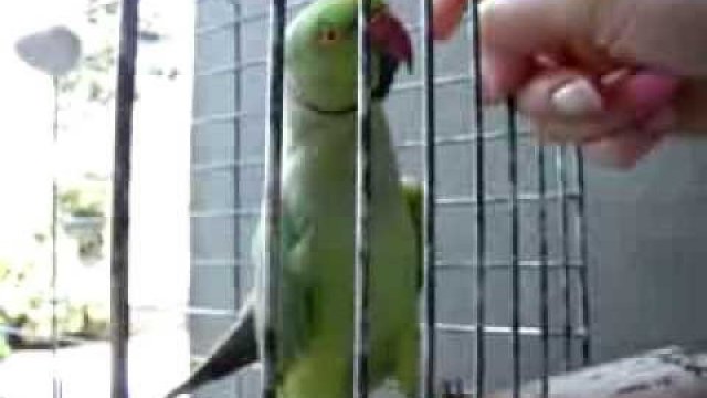 Papuga mówi "dzień dobry" :)