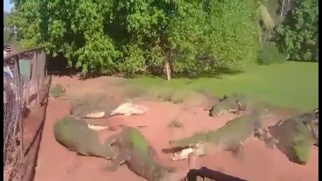 Krokodyl odgryza nogę innemu krokodylowi