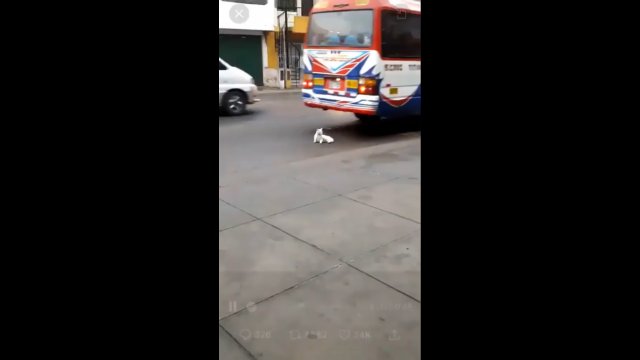 Kot wbiegł pod koła jadącego autobusu. Milimetry dzieliły go od tragicznego końca [WIDEO]