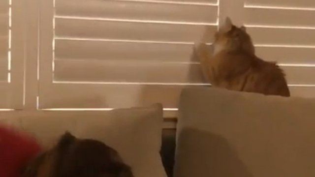 Kotek nauczył się odsłaniać rolety w domu