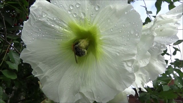 Trzmiele upojone pyłkiem w kwiatach.