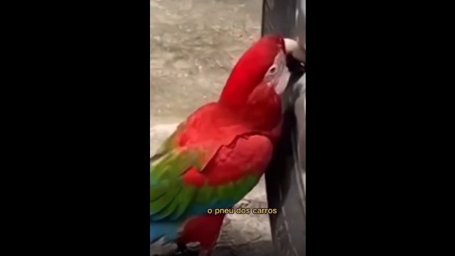 Papuga ma nietypowe hobby. Uwielbia spuszczać powietrze z opon