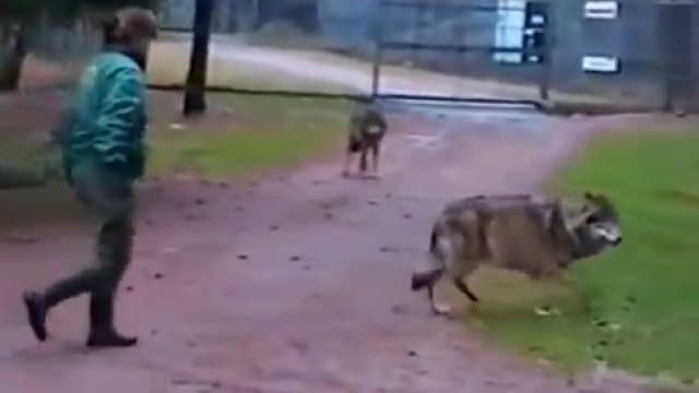 Kobieta szybko rozprawia się z agresywnym wilkiem