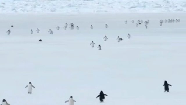 Pingwiny w 5-cio krotnym przyspieszeniu