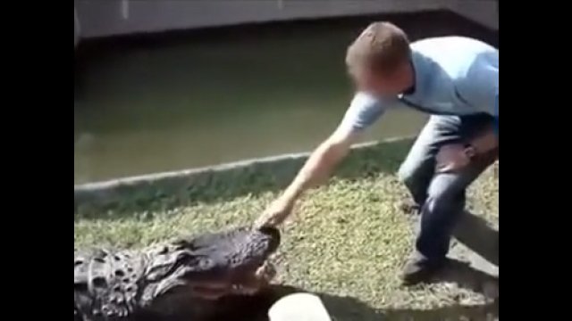 Ryzykowna zabawa z aligatorem