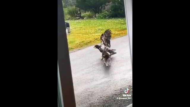 Pies pomaga swojemu przyjacielowi uciec przed orłem
