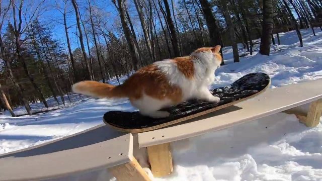 Kot uwielbiający snowboard