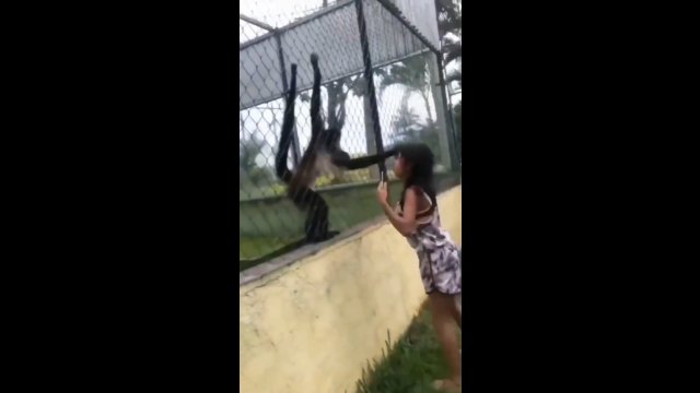 Dziewczyna prowokowała małpy w zoo. Dostała bolesną nauczkę