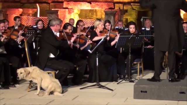 Pies wbija na koncert muzyki klasycznej i kradnie publiczność