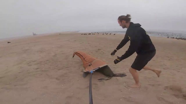 Zdejmowanie plastikowego kołnierza z foki