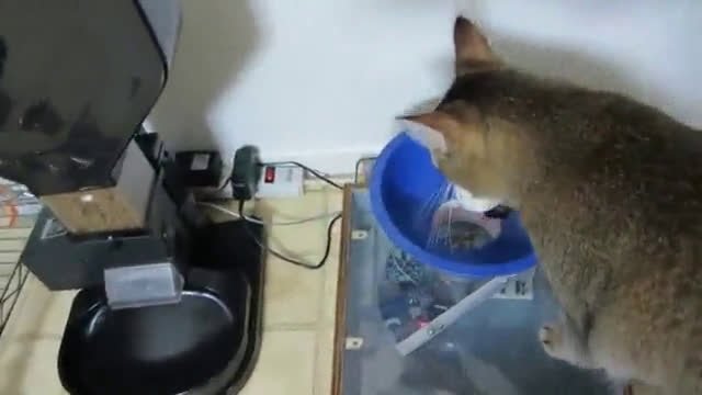 Facet wymyśla specjalny karmnik dla swojego kota