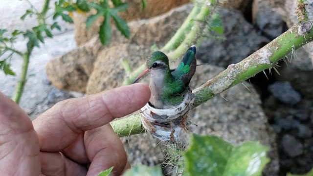 Tak wygląda gniazdko kolibra