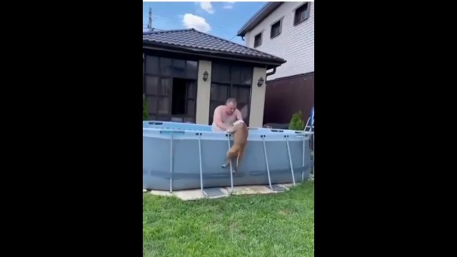 Podekscytowany pies chce pluskać się w basenie ze swoim właścicielem