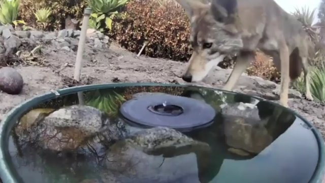Różnorodne dzikie zwierzęta odwiedzające fontannę