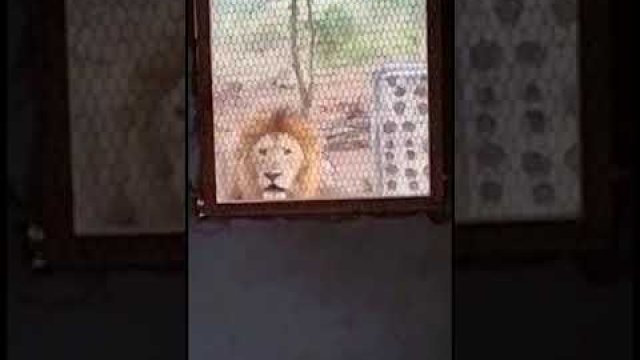 Lew czeka przed drzwiami wejściowymi