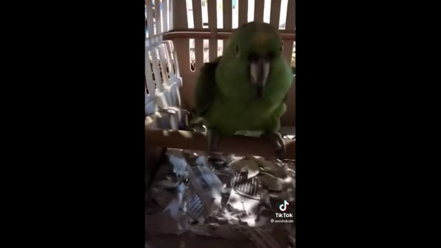Papuga która wydaje dźwięki jak płaczące dziecko