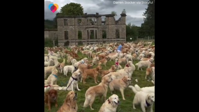 Prawdziwy raj dla miłośników golden retrieverów, setki psów pojawiły się w jednym miejscu