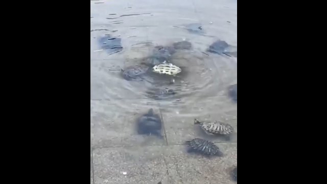 Żółwie pomagają swojemu koledze, który przewrócił się "na plecy" [WIDEO]