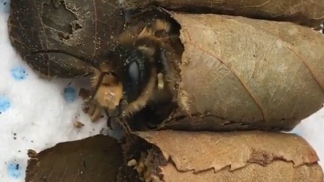 Mała pszczoła budzi się w swoim maleńkim łóżeczku z liści