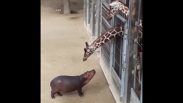 Urocze spotkanie małego hipopotama i żyrafy, które przypomina scenę z bajki [WIDEO]