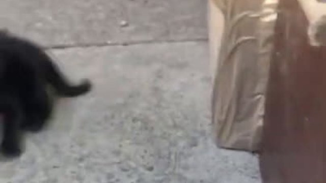 Kot zaatakował kota, który wystraszył jej młode