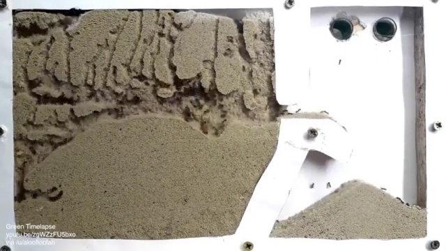 Timelapse pokazujące etapy tworzenia tuneli w piasku przez mrówki