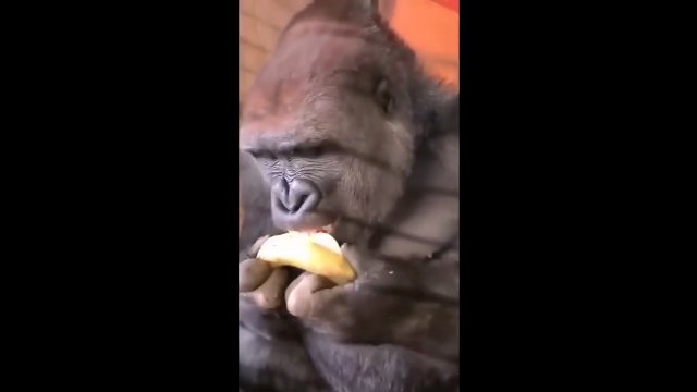 Goryl pokazuje jak powinno się jeść banana