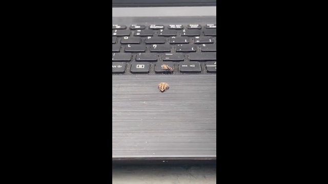 Pająk polujący na muchę