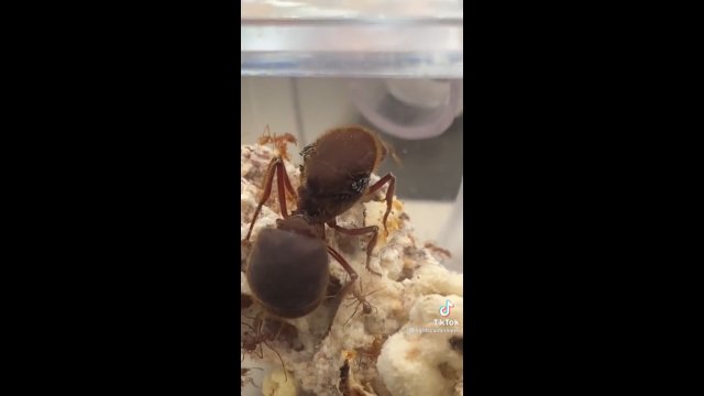 Jak wielka jest królowa mrówek w porównaniu do reszty kolonii