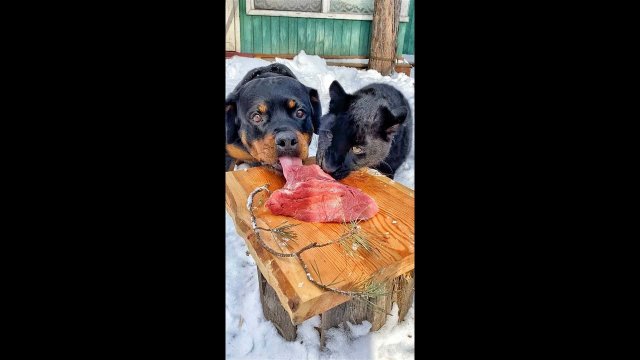 Pantera i pies dzielą się posiłkiem