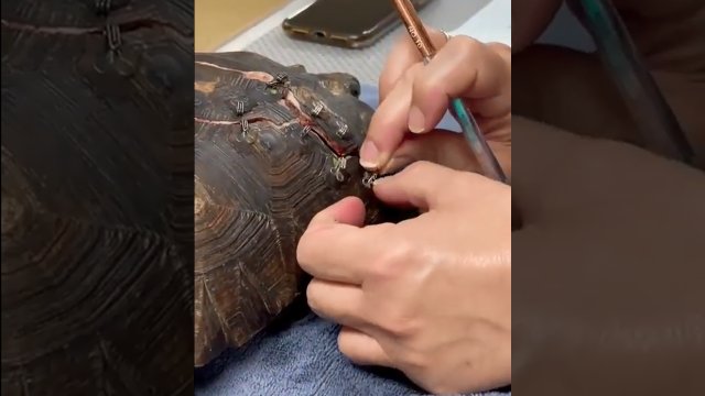 Znaleźli rannego żółwia i zszyli jego pękniętą skorupę [WIDEO]