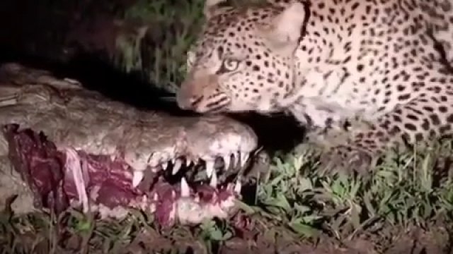 Lampart zjada pokarm z paszczy krokodyla