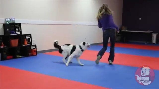 Pokaz psich umiejętności tanecznych