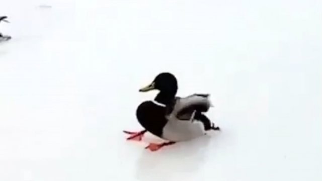 Kaczka ląduje na lodzie